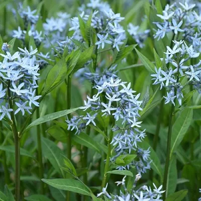 Амсония иволистная  Амсония иволистная в Москве