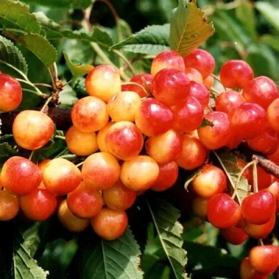 Черешня БЮТТНЕРА КРАСНАЯ — описание сорта Черешня БЮТТНЕРА КРАСНАЯ в Москве