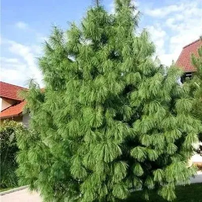 Сосна гриффита — описание сорта Сосна гриффита в Москве