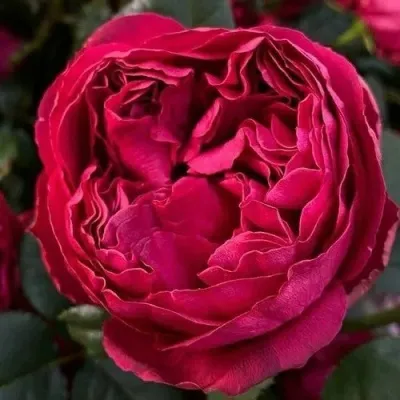 Саженцы роз РАСПБЕРРИ ЭЛЕГАНС чайно-гибридная в Москве