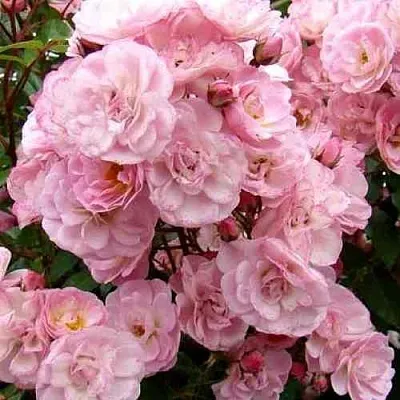 Саженцы роз ХЕВЕНЛИ ПИНК мускусная  Саженцы роз ХЕВЕНЛИ ПИНК мускусная в Москве