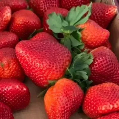 Клубника МОНТЕРЕЙ ремонтантная — описание сорта Клубника МОНТЕРЕЙ ремонтантная в Москве