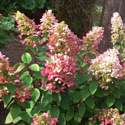 Гортензия РУБИ метельчатая в Москве