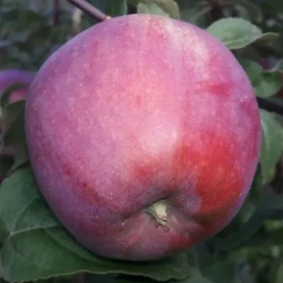 Яблоня ЗОРКА — описание сорта Яблоня ЗОРКА в Москве