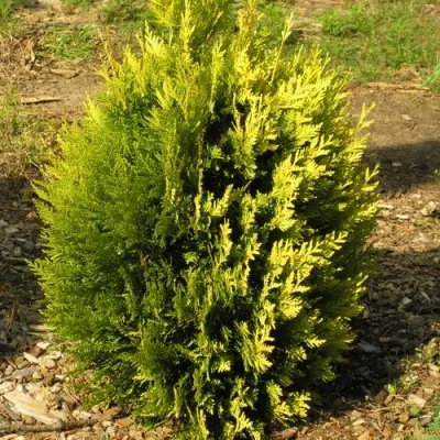 Туя КОППЕР ГОЛД западная — описание сорта Туя КОППЕР ГОЛД западная в Москве