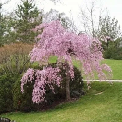 Сакура КИКУ ШИДАРЕ в Москве