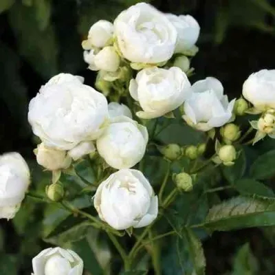 Саженцы роз УАЙТ МОРСДАГ полиантовая в Москве