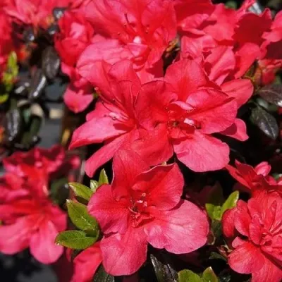 Азалия МАРУШКА японская — описание сорта Азалия МАРУШКА японская в Москве