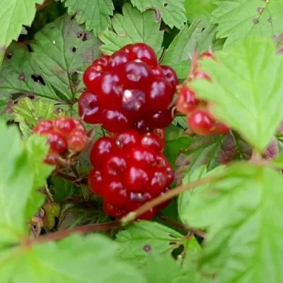 Княженика ПИМА — описание сорта Княженика ПИМА в Москве