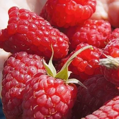 Малина ГОРДОСТЬ РОССИИ — описание сорта Малина ГОРДОСТЬ РОССИИ в Москве