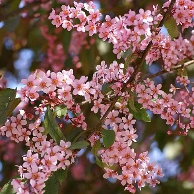 Черемуха КОЛОРАТА  Черемуха КОЛОРАТА в Москве