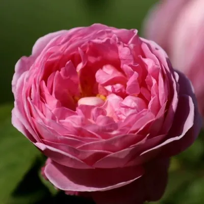 Саженцы роз ПИНК ЭКСПРЕШН флорибунда в Москве