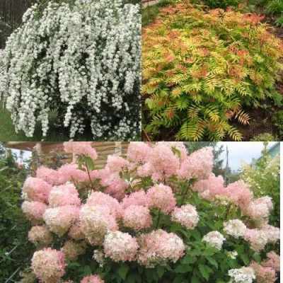 Комплект ФЕЙЕРВЕРК ЛЕТА — описание сорта Комплект ФЕЙЕРВЕРК ЛЕТА в Москве