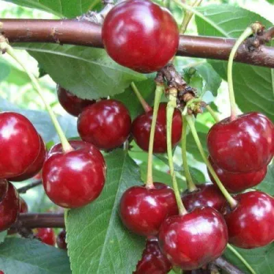 Вишня ТУРГЕНЕВКА в Москве