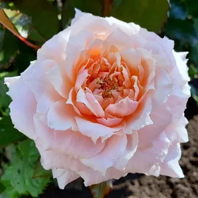 Саженцы роз ТСУМУГИ японская  Саженцы роз ТСУМУГИ японская в Москве