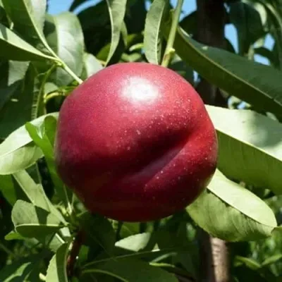 Нектарин БИГ-ТОП — описание сорта Нектарин БИГ-ТОП в Москве