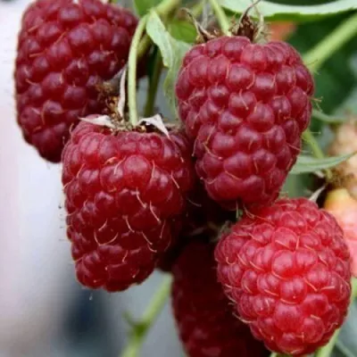 Малина ФЕНОМЕН в Москве