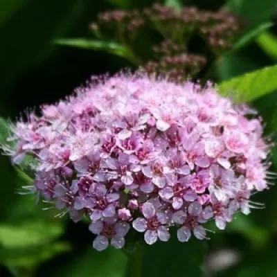 Спирея ПИНК СПАРКЛЕР — описание сорта Спирея ПИНК СПАРКЛЕР в Москве