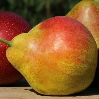 Груша ТАТЬЯНА — описание сорта Груша ТАТЬЯНА в Москве