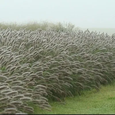 Пеннисетум ЛЕДИ Ю — описание сорта Пеннисетум ЛЕДИ Ю в Москве