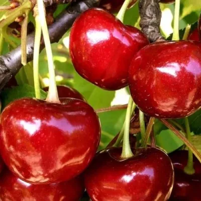 Черешня МИНЧАНКА — описание сорта Черешня МИНЧАНКА в Москве