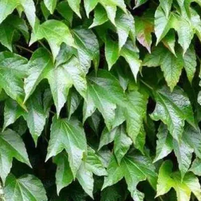 Девичий виноград тройчатый ВИЧИ в Москве