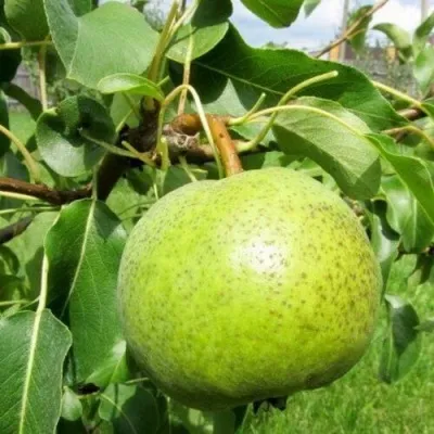 Груша ЗОЛОТОВОРОТСКАЯ — описание сорта Груша ЗОЛОТОВОРОТСКАЯ в Москве