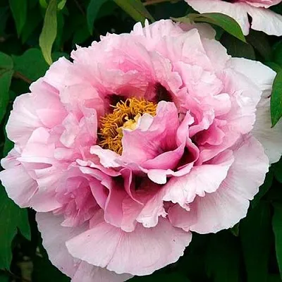 саженцы пиона саженцы пиона