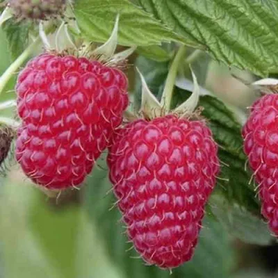 Малина ТУЛАМИН — описание сорта Малина ТУЛАМИН в Москве