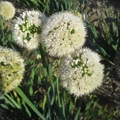 Лук слизун в Москве