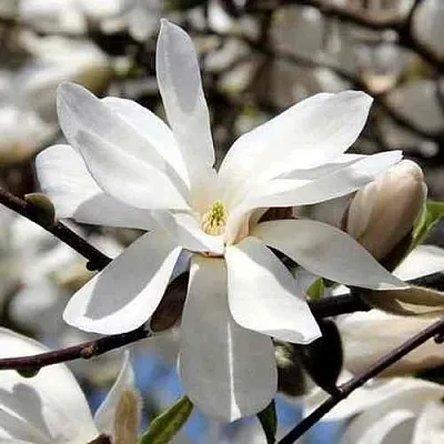 Магнолия ЛЕБНЕРА МЕРРИЛЛ  Магнолия ЛЕБНЕРА МЕРРИЛЛ в Москве