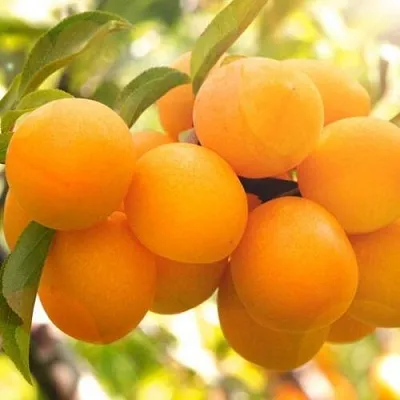 Слива МАРА  Слива МАРА в Москве