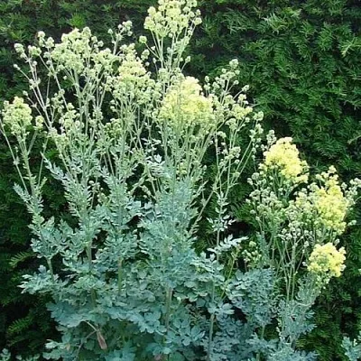 Василистник ГЛАУКУМ желтый  Василистник ГЛАУКУМ желтый в Москве