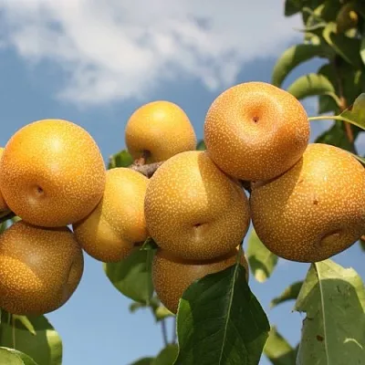 Груша азиатская  Груша азиатская в Москве