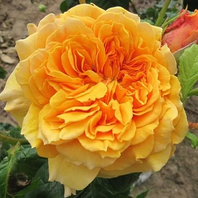 Саженцы роз ЛЕА ТУТУ шраб  Саженцы роз ЛЕА ТУТУ шраб в Москве