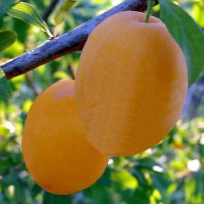 Слива НАТАША — описание сорта Слива НАТАША в Москве