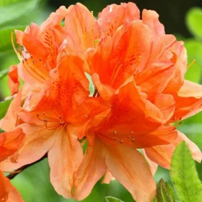 Азалия ГЕЙША ОРАНЖ японская — описание сорта Азалия ГЕЙША ОРАНЖ японская в Москве