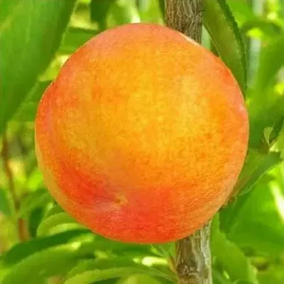 Шарафуга БЕЛЛА ГОЛД  Шарафуга БЕЛЛА ГОЛД в Москве