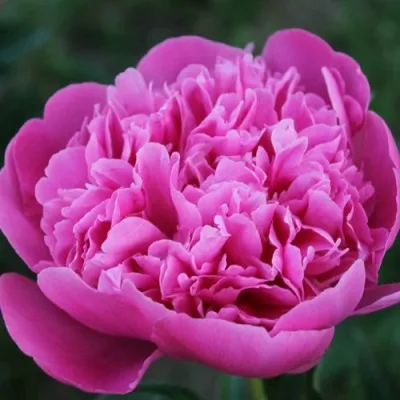 Пион ЭМПАЙР СТЕЙТ травянистый — описание сорта Пион ЭМПАЙР СТЕЙТ травянистый в Москве