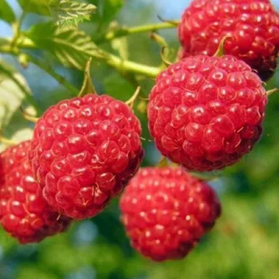 Малина ПРОСТО ПРЕЛЕСТЬ (СТОЛЕШНИК) — описание сорта Малина ПРОСТО ПРЕЛЕСТЬ (СТОЛЕШНИК) в Москве