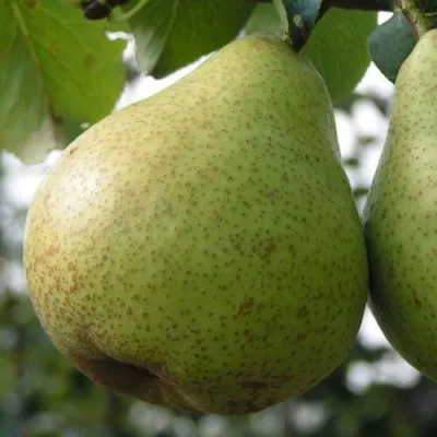 Груша ПЛАТОНОВСКАЯ — описание сорта Груша ПЛАТОНОВСКАЯ в Москве