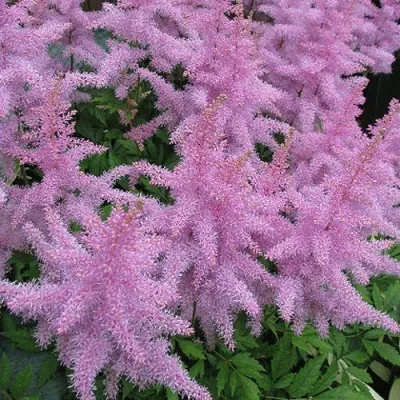 Астильба ГИАЦИНТ Арендса в Москве