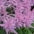 Астильба ГИАЦИНТ Арендса в Москве
