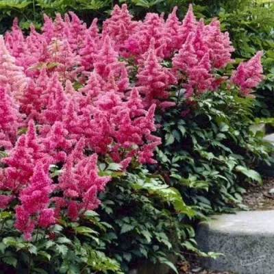 Астильба БОНН японская — описание сорта Астильба БОНН японская в Москве