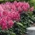 Астильба БОНН японская — описание сорта Астильба БОНН японская в Москве