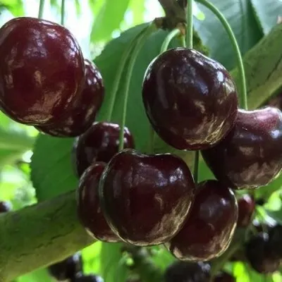 Черешня КОРДИЯ — описание сорта Черешня КОРДИЯ в Москве