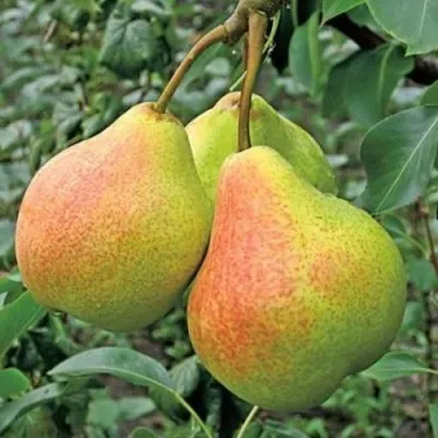 Груша ПАМЯТЬ ЯКОВЛЕВА в Москве