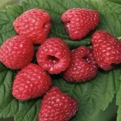 Малина ЗЮГАНА — описание сорта Малина ЗЮГАНА в Москве