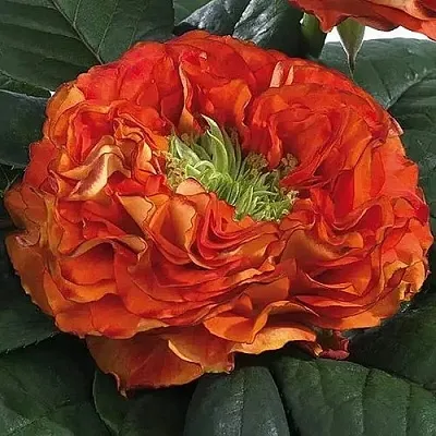 Саженцы роз ФЛЕШ АЙ чайно-гибридная  Саженцы роз ФЛЕШ АЙ чайно-гибридная в Москве