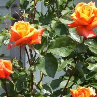 Саженцы роз ЛОВЕРС МИТИНГ чайно-гибридная в Москве